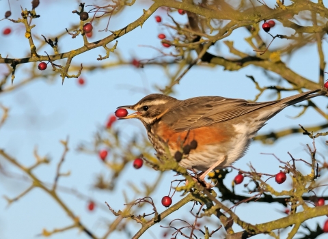 Redwing