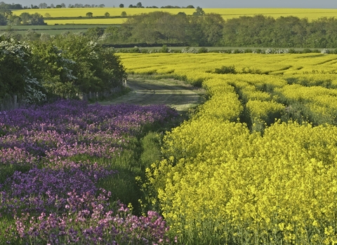 Conservation field margin