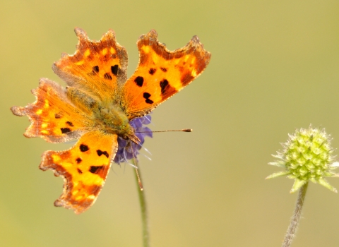 Comma