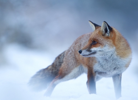 Red fox