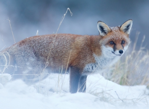 Fox in snow