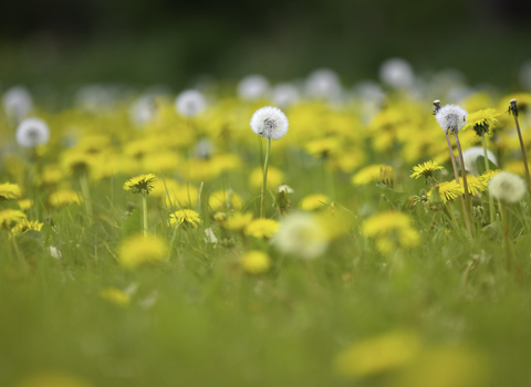 A lawn full of dandelions