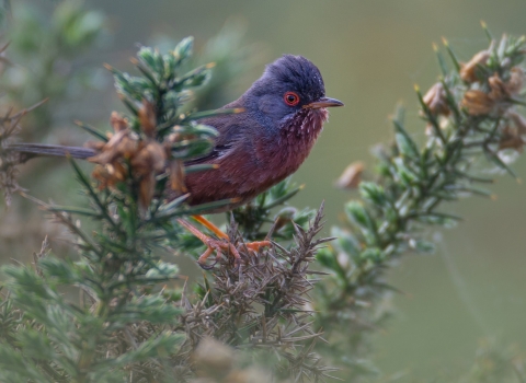 Dartford warbler