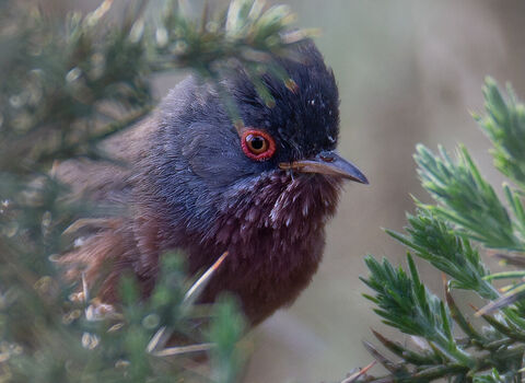 Dartford Warbler