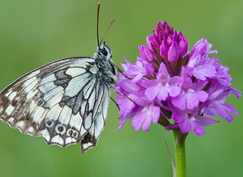 Marbled white