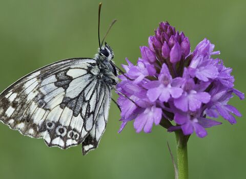 Pyramidal orchid