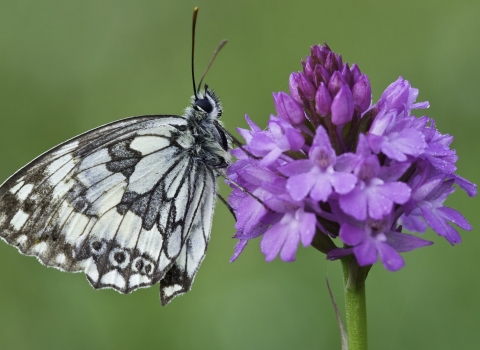 Marbled white
