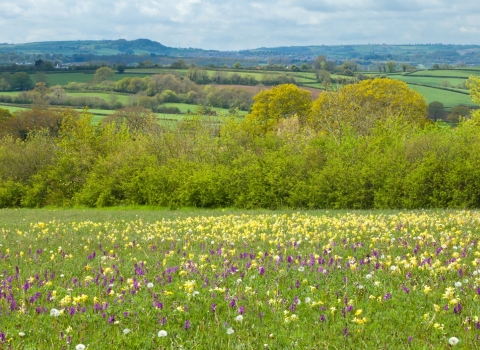 Wildflower meadow