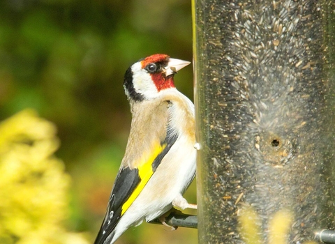 Goldfinch on bird feeder