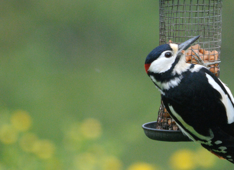 Great spotted woodpecker on feeder