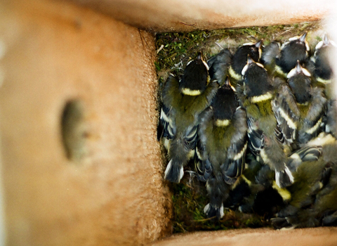 Great tit nestlings in nest box