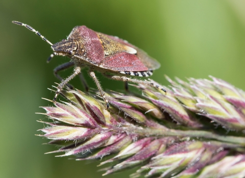 Shieldbug