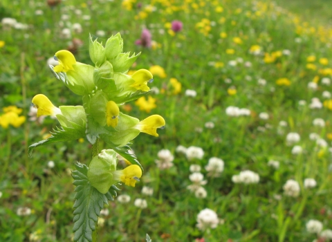 Yellow rattle