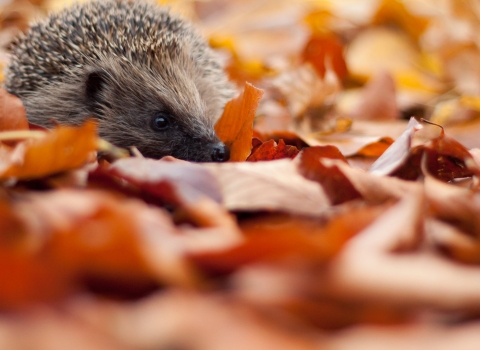Hedgehog in autumn leaves