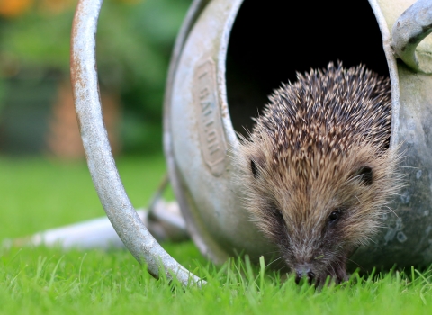 Hedgehog in watering can