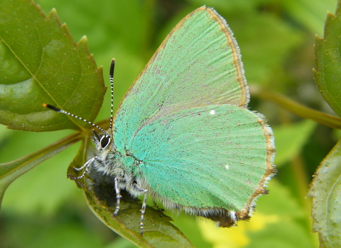 Green Hairstreak