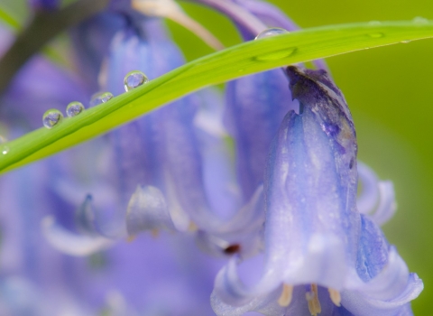 Bluebell