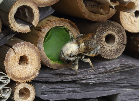 Leafcutter bee