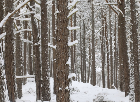 Snowy pine woodland