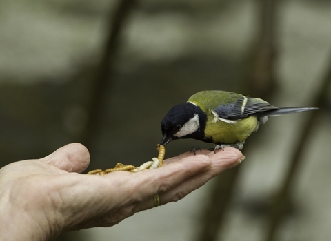 Great tit