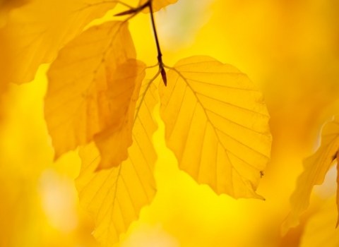 Autumn leaves