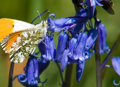 Orange tip butterfly