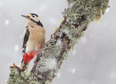 Great spotted woodpecker