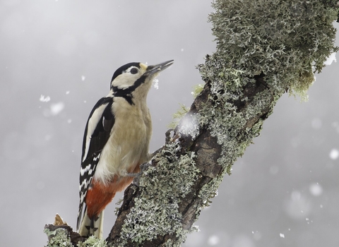 Great spotted woodpecker on a branch in snow