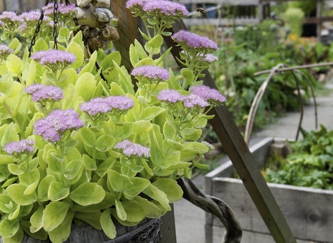 Community Gardening