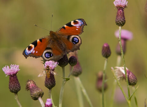 Peacock butterfly