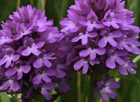 Pyramidal orchid