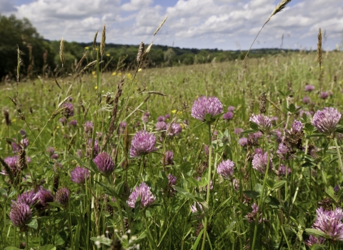 Red clover