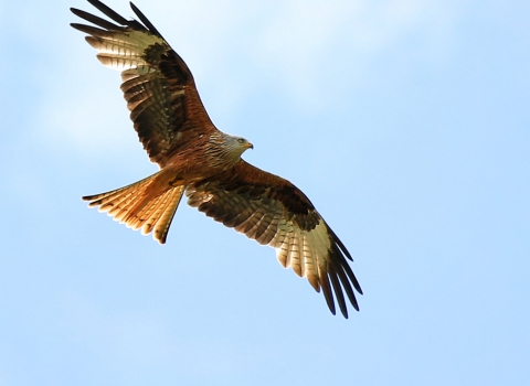 Red kite