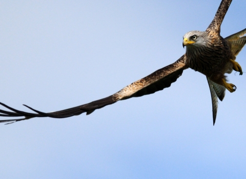 Red kite