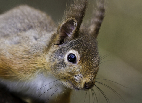 Red squirrel
