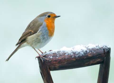 Robin