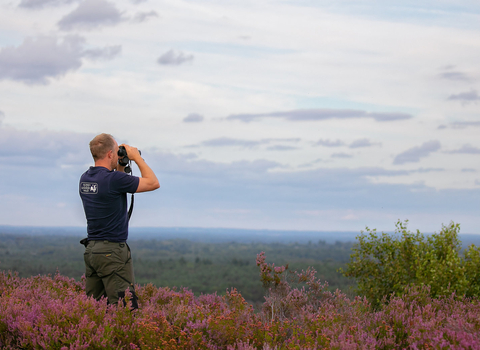 heathland in Surrey