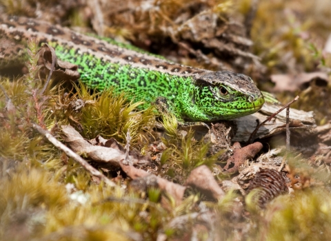 Sand Lizard