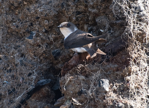 Sand martin