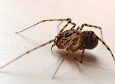 Spitting spider