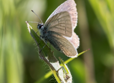 Small blue butterfly