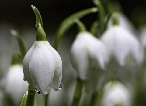 Snowdrops