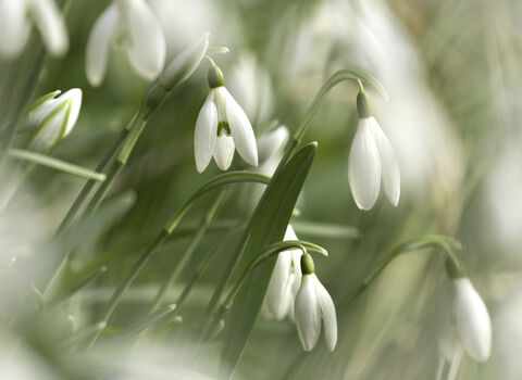 Snowdrops