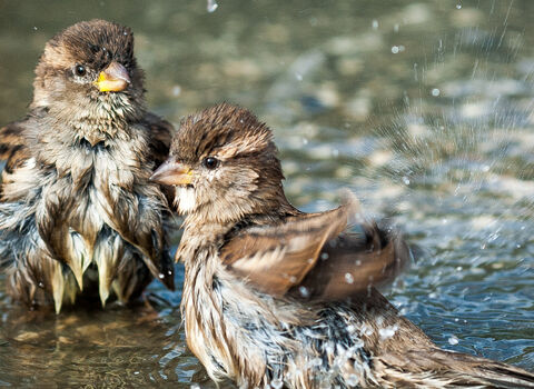 House sparrows taking a bath