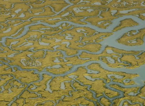 Saltmarsh, Abbotts Hall Farm, Essex