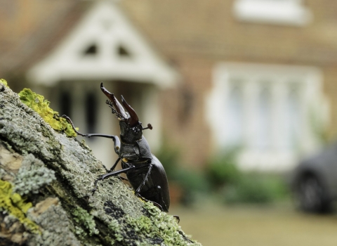 Stag beetle in garden