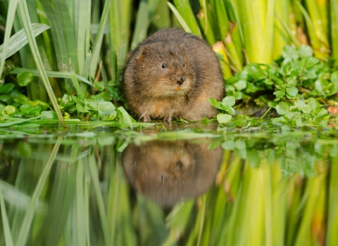 Water vole