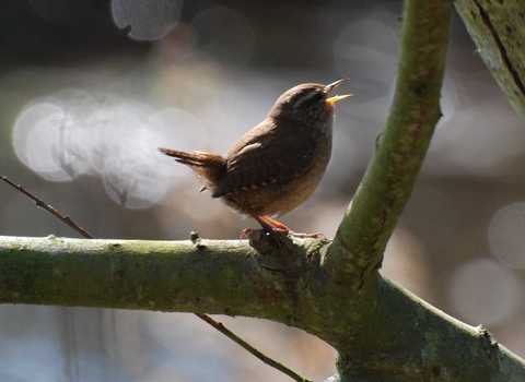 Wren