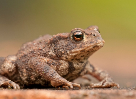 Breeding Frogs And Toads Surrey Wildlife Trust