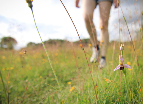 Walking in meadow